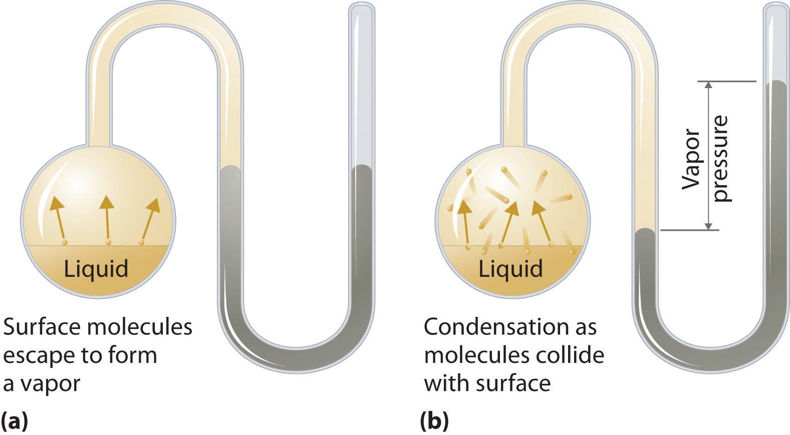 What Causes Vapor Pressure