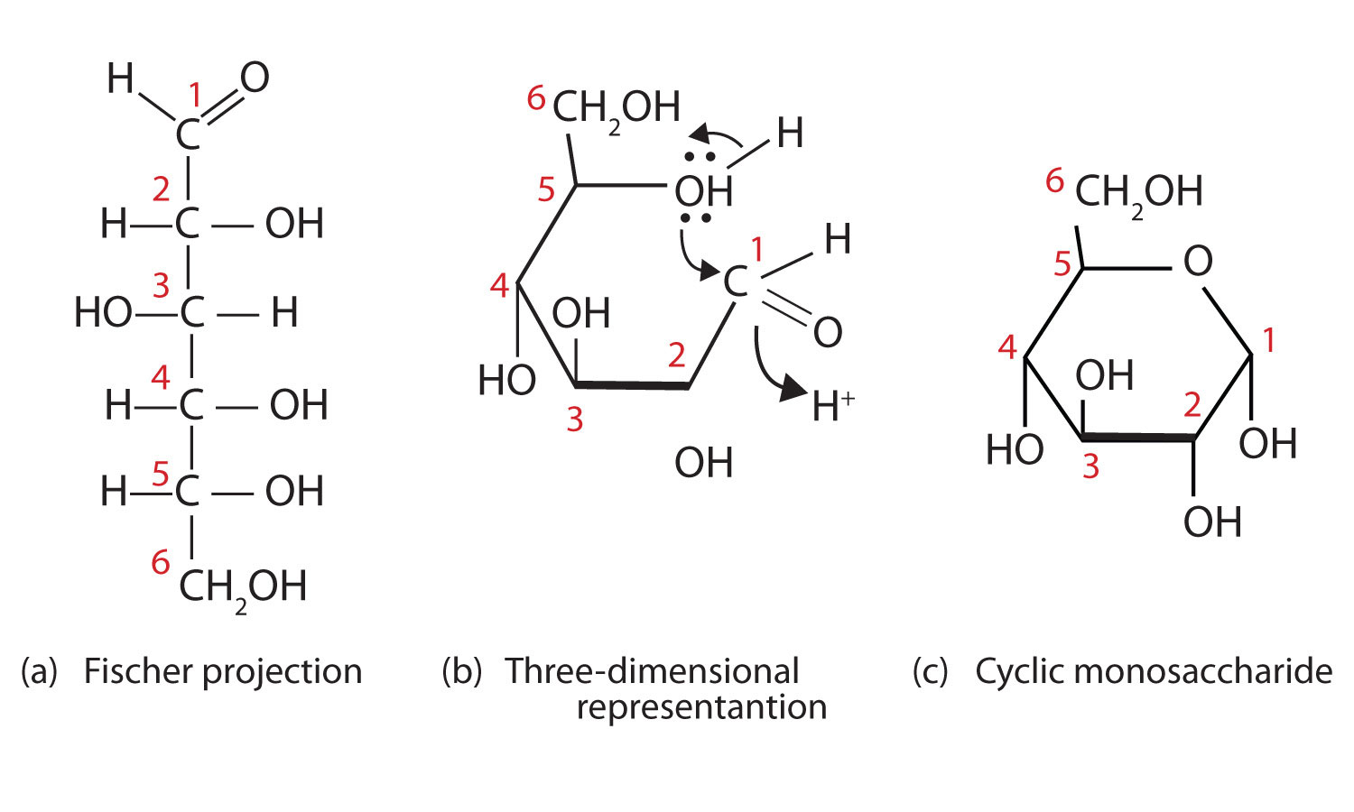 Cyclic Structures Of Monosaccharides