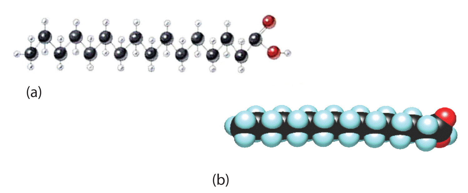 Is Fatty Acid An Organic Molecule