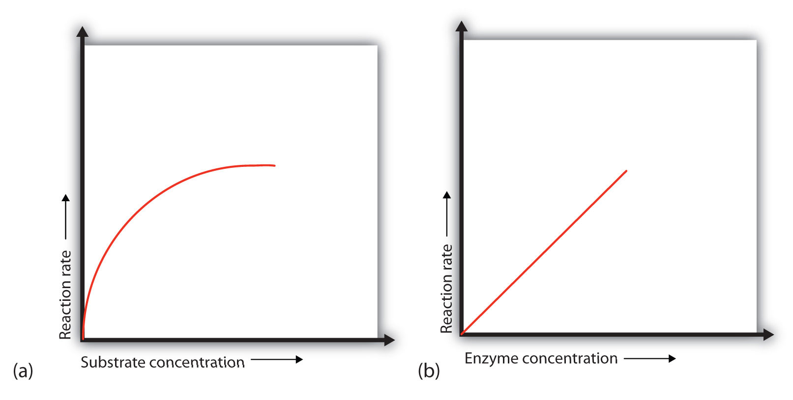 enzyme-activity