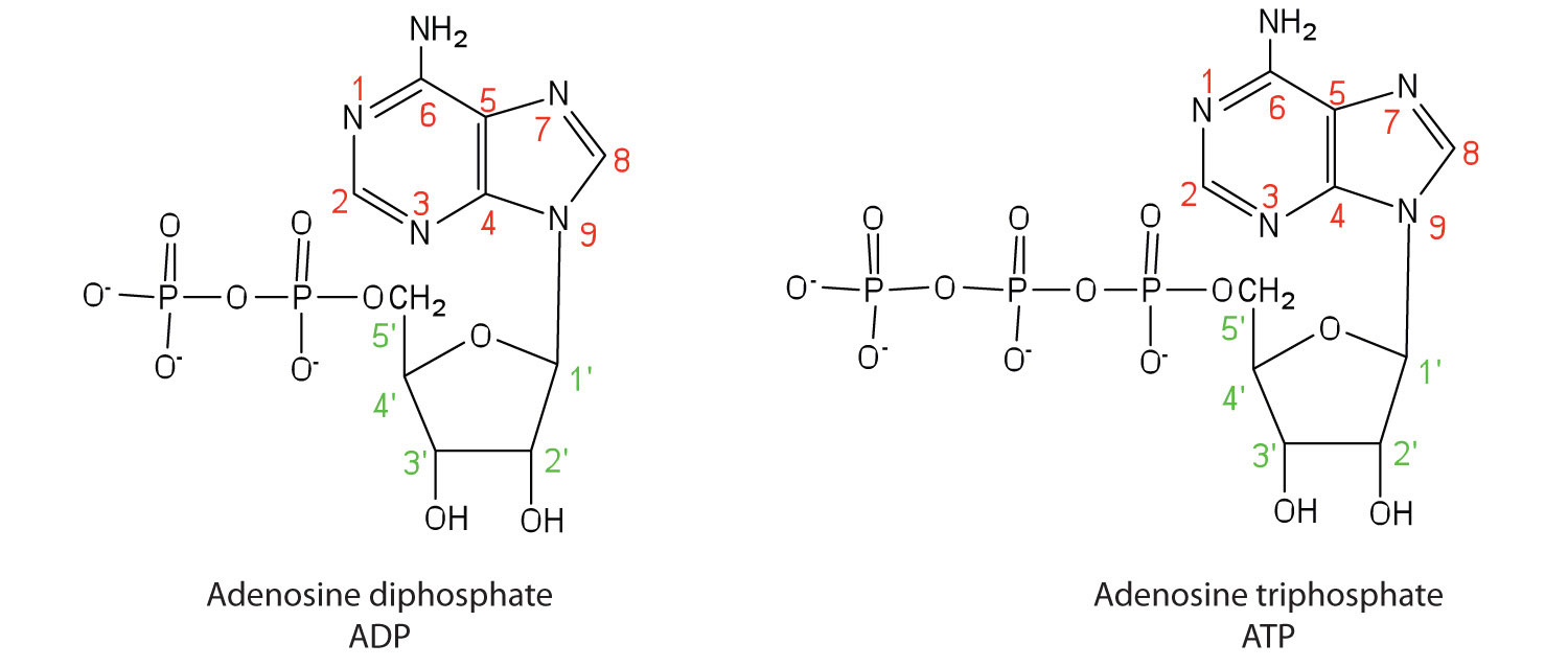 dna carbon backbone