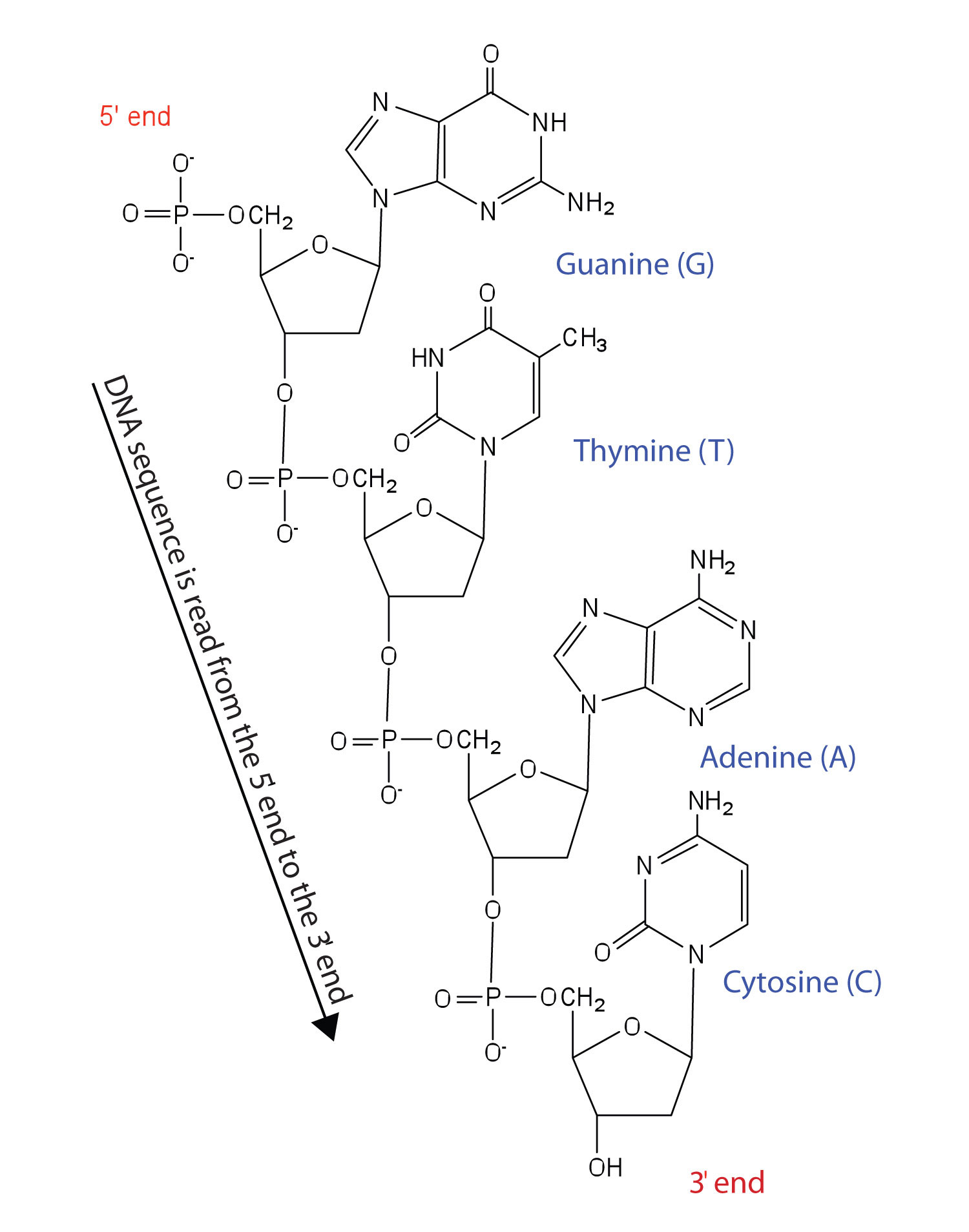 protein backbone ends