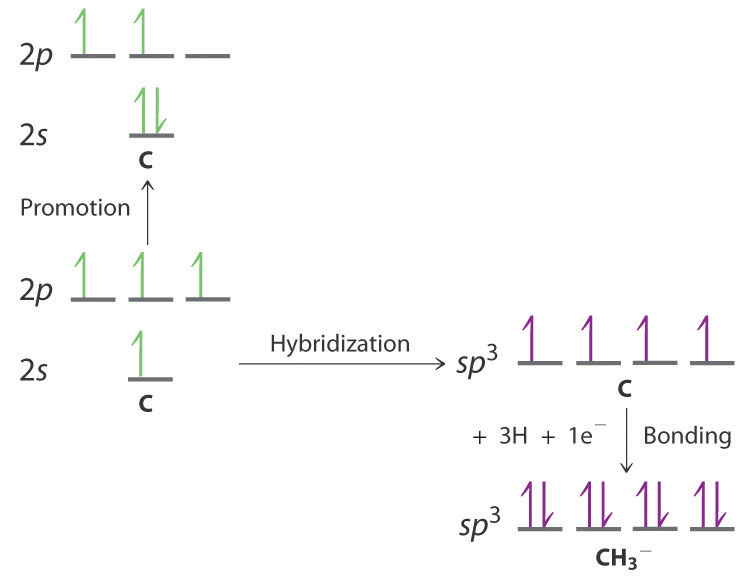 Molecular Hybridization Chart