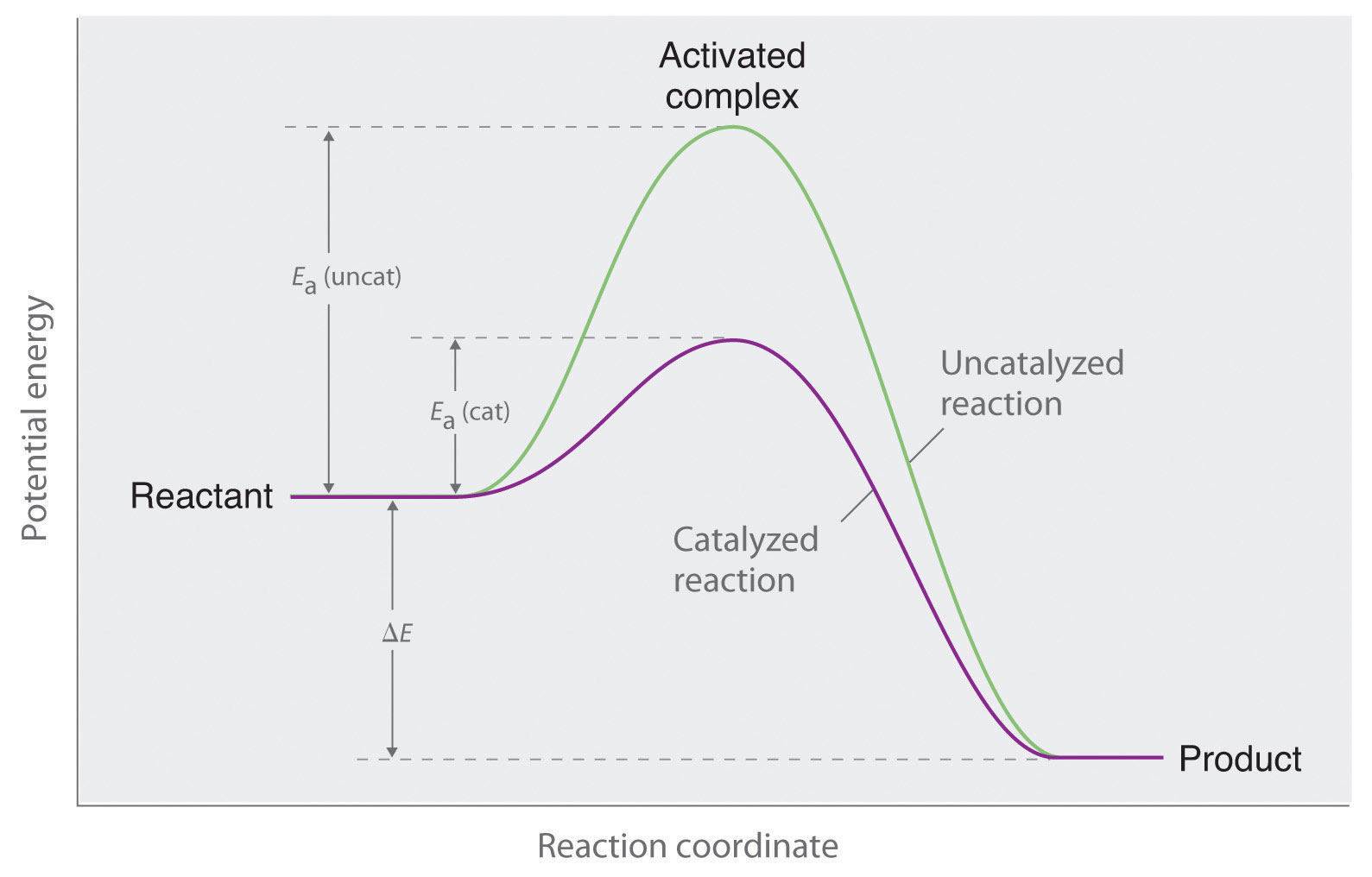 diagram of enzyme catalyzed reaction