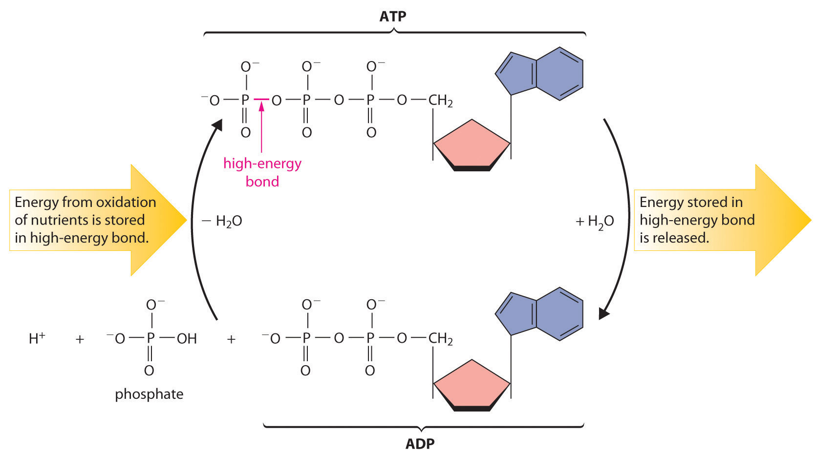 Describe How Energy Is Released Through Hydrolysis Of Atp - Wasfa Blog
