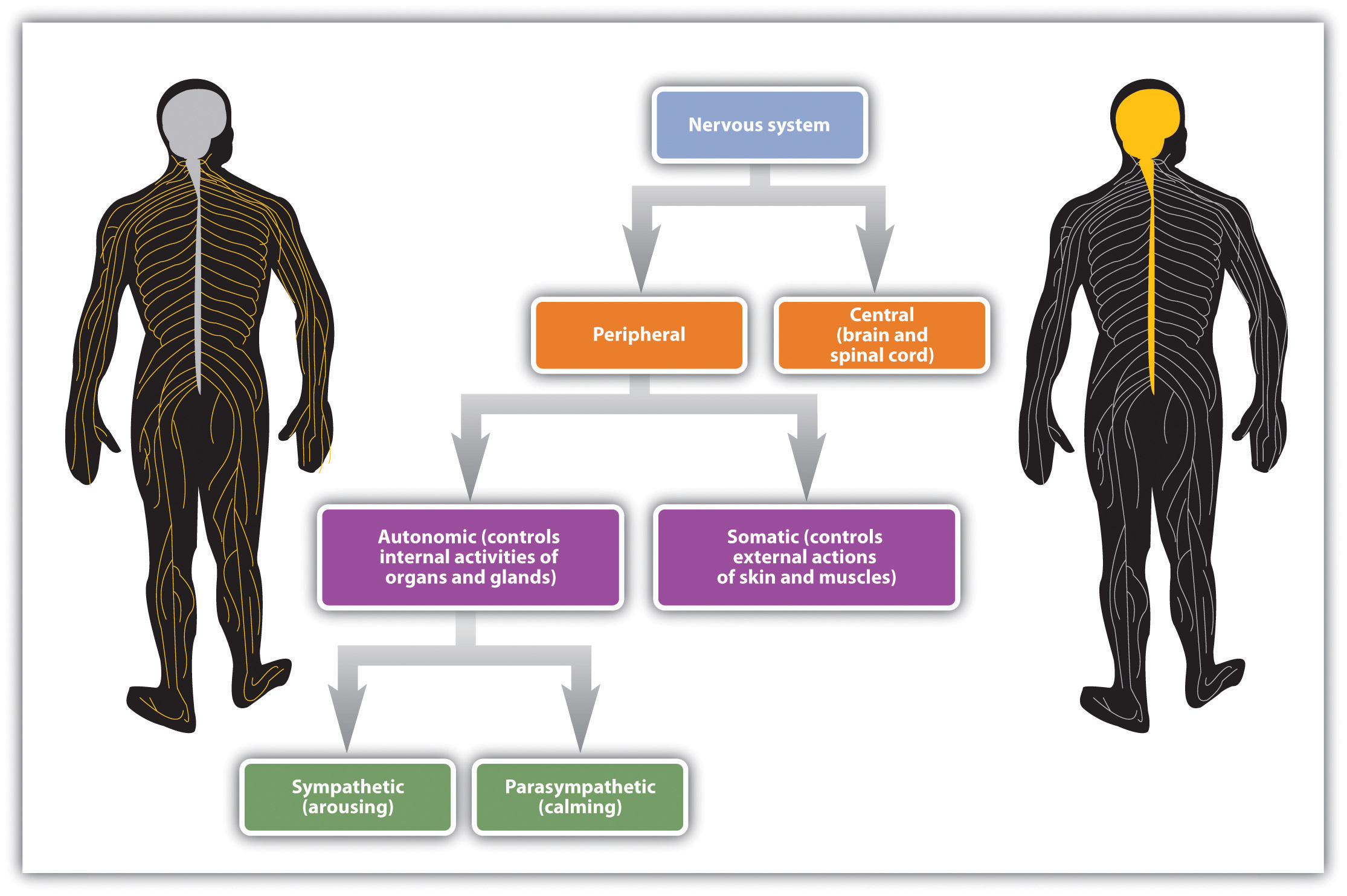 the somatic nervous system regulates the activity of