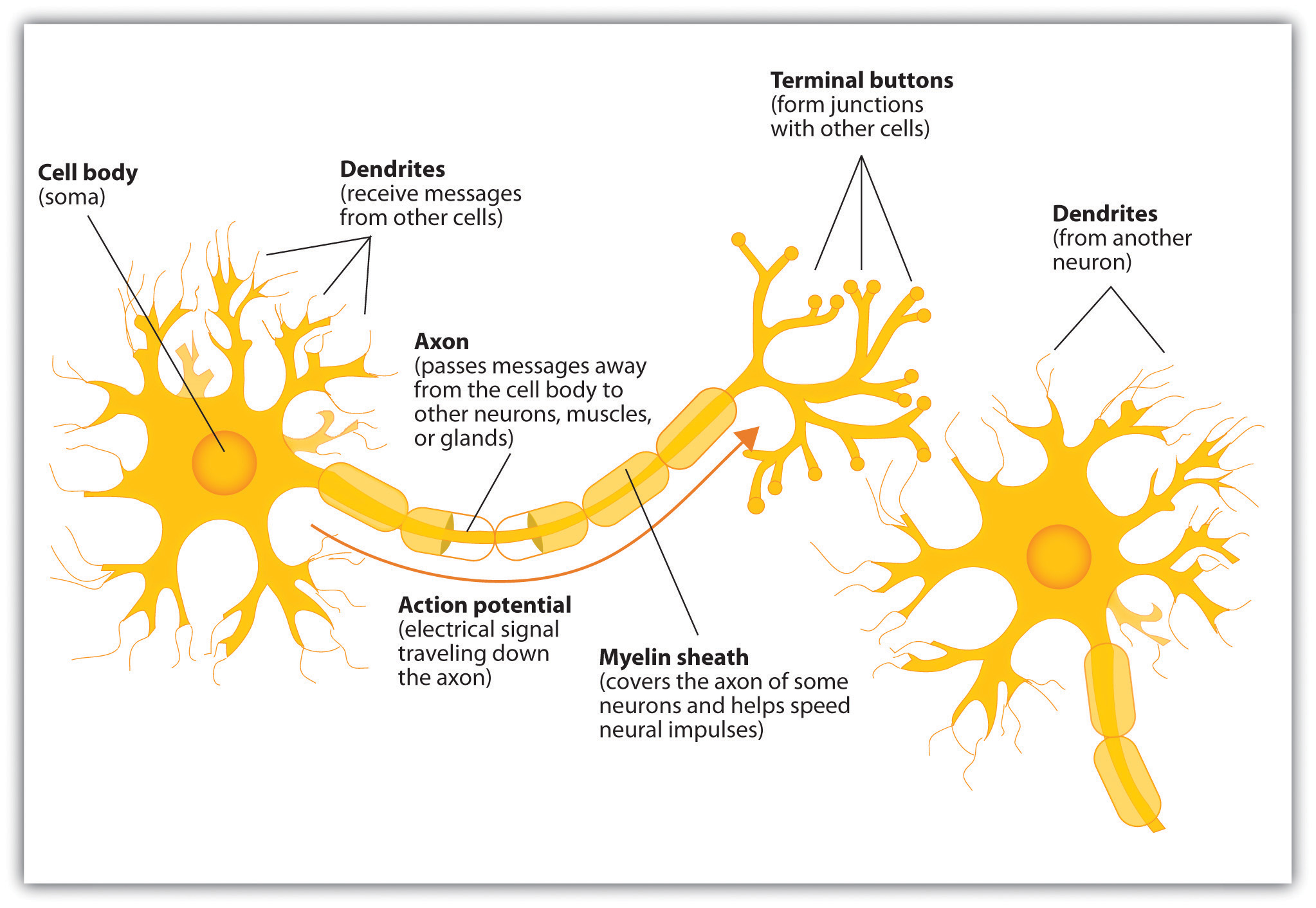 show picture of dendrite and axon