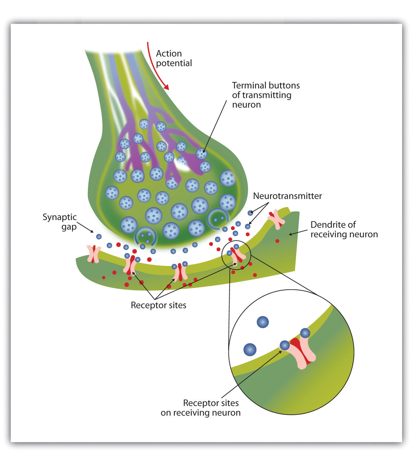 nerve impulse travel in neuron