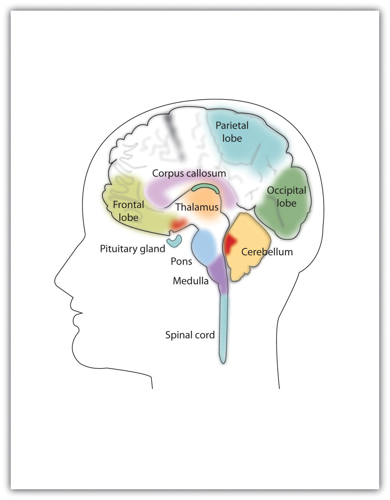 brain structures and functions worksheet