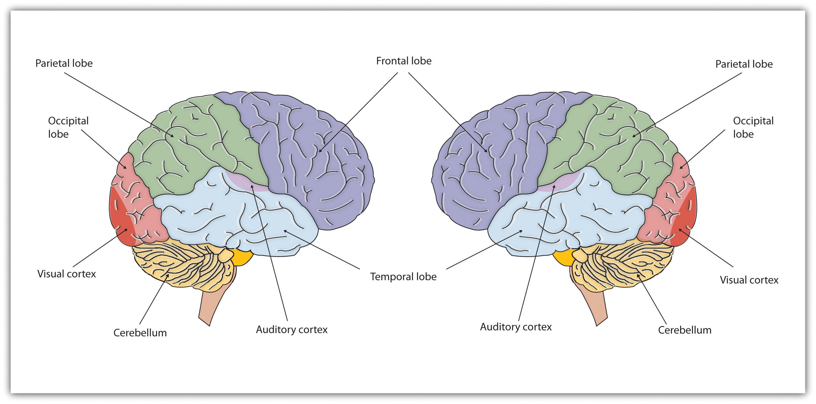 Brains, Bodies, and Behavior