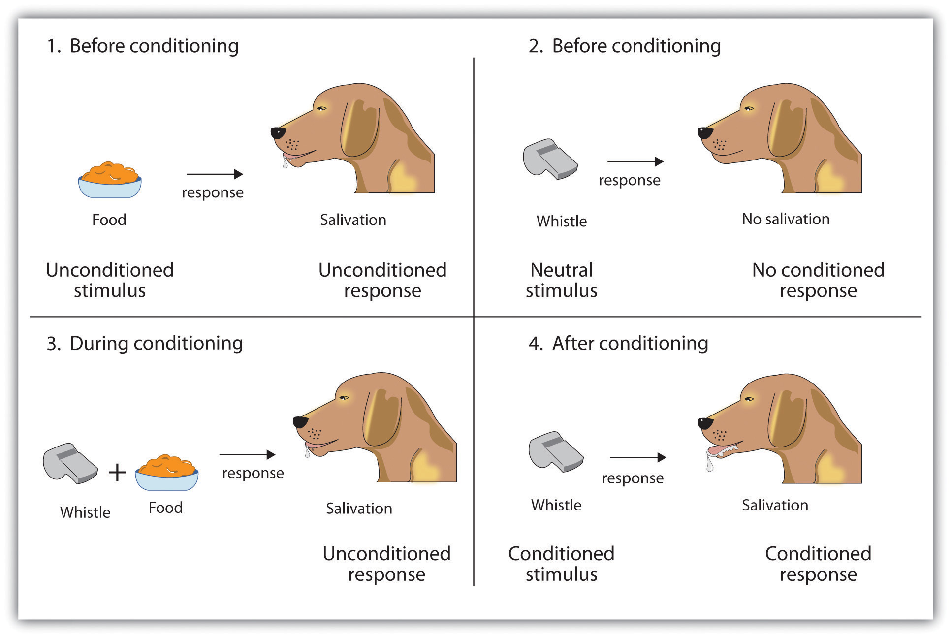 case study 1 classical conditioning what's wrong with ziggy