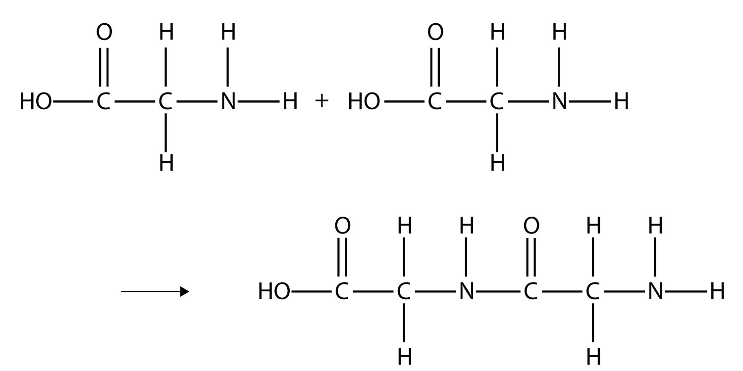 Proteins are examples of polymers formed when hundred or thousands of amino acids form amide bonds.