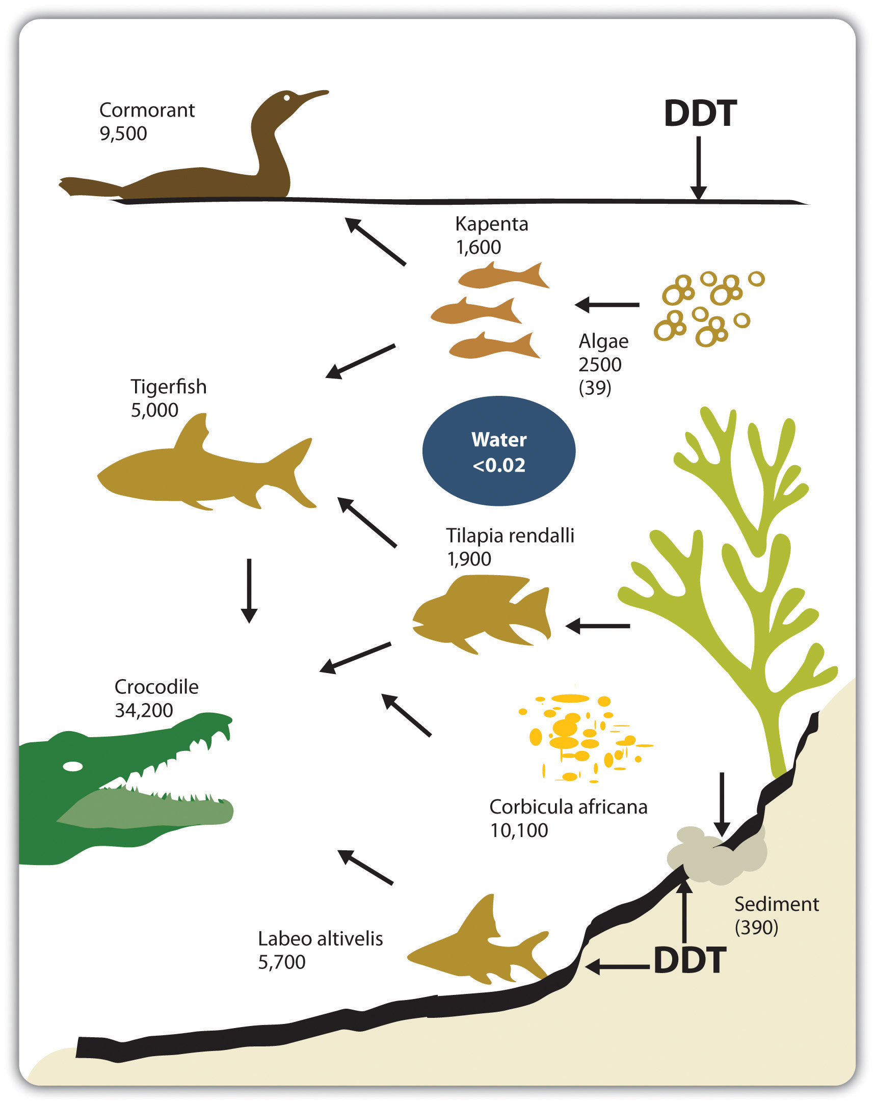 ddt effects