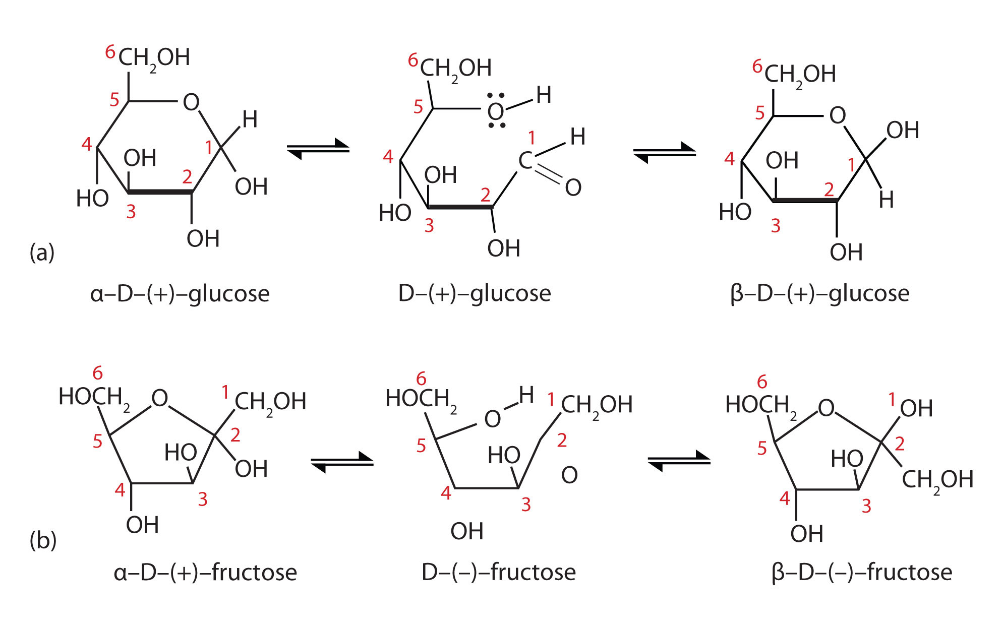 closed structure glucose Cyclic Monosaccharides of Structures