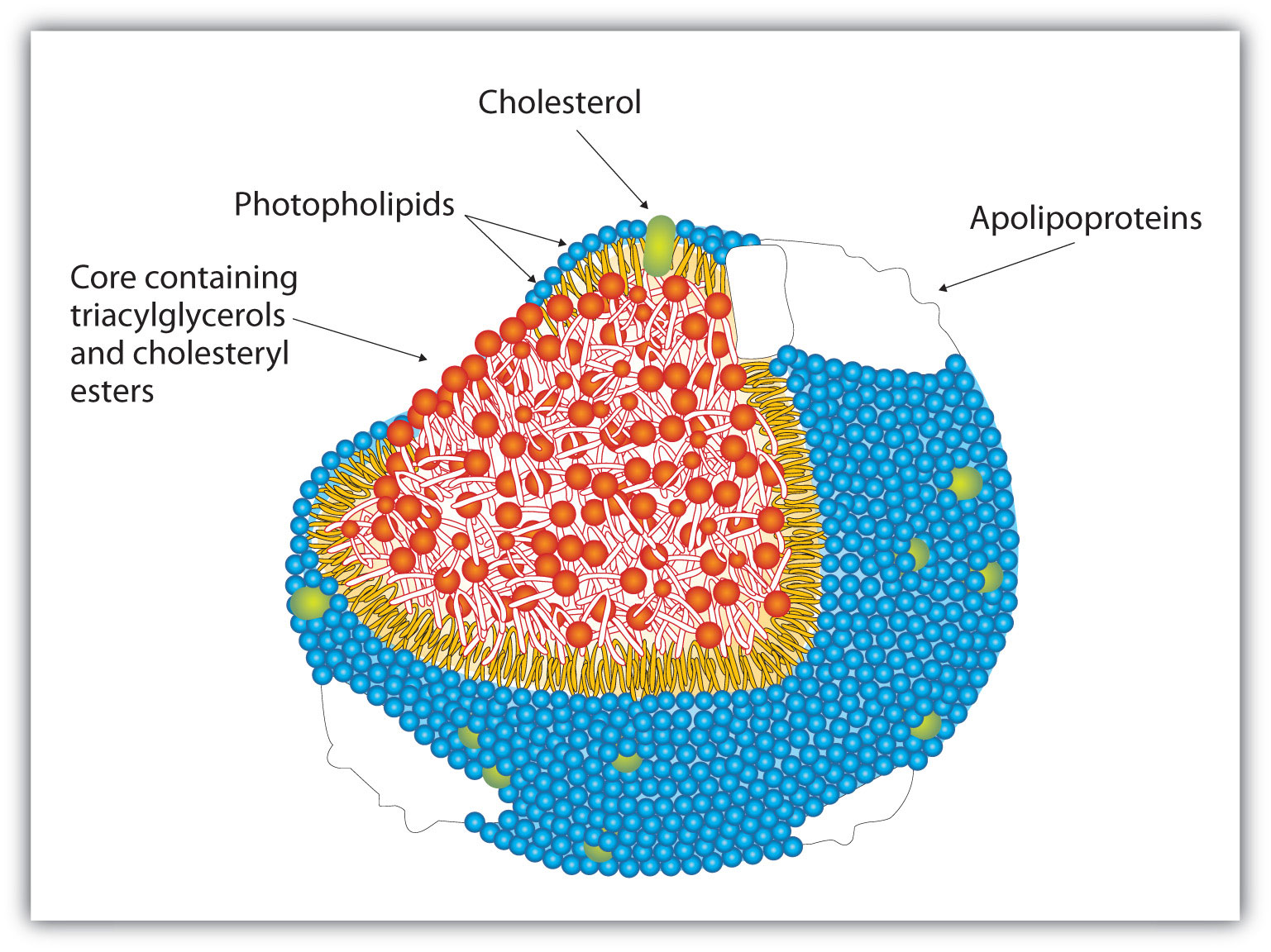 Steroid Lipid Structure