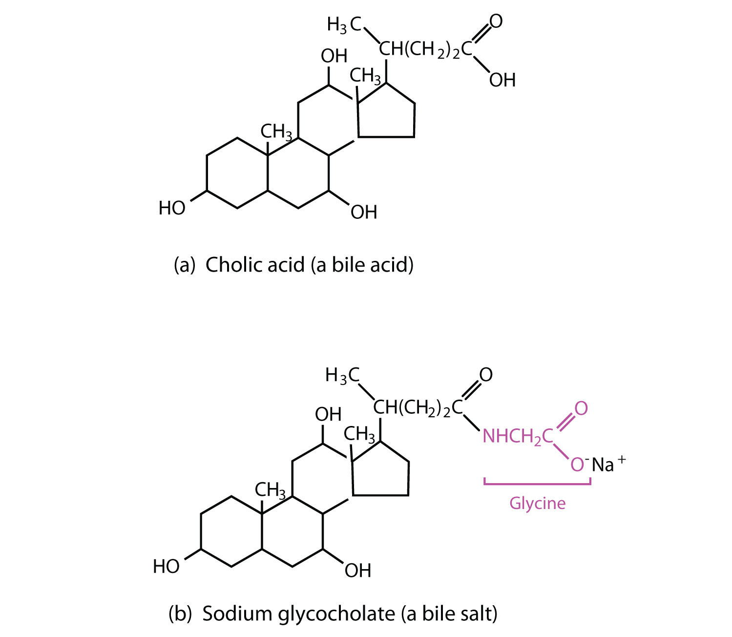 Steroid Lipid Structure