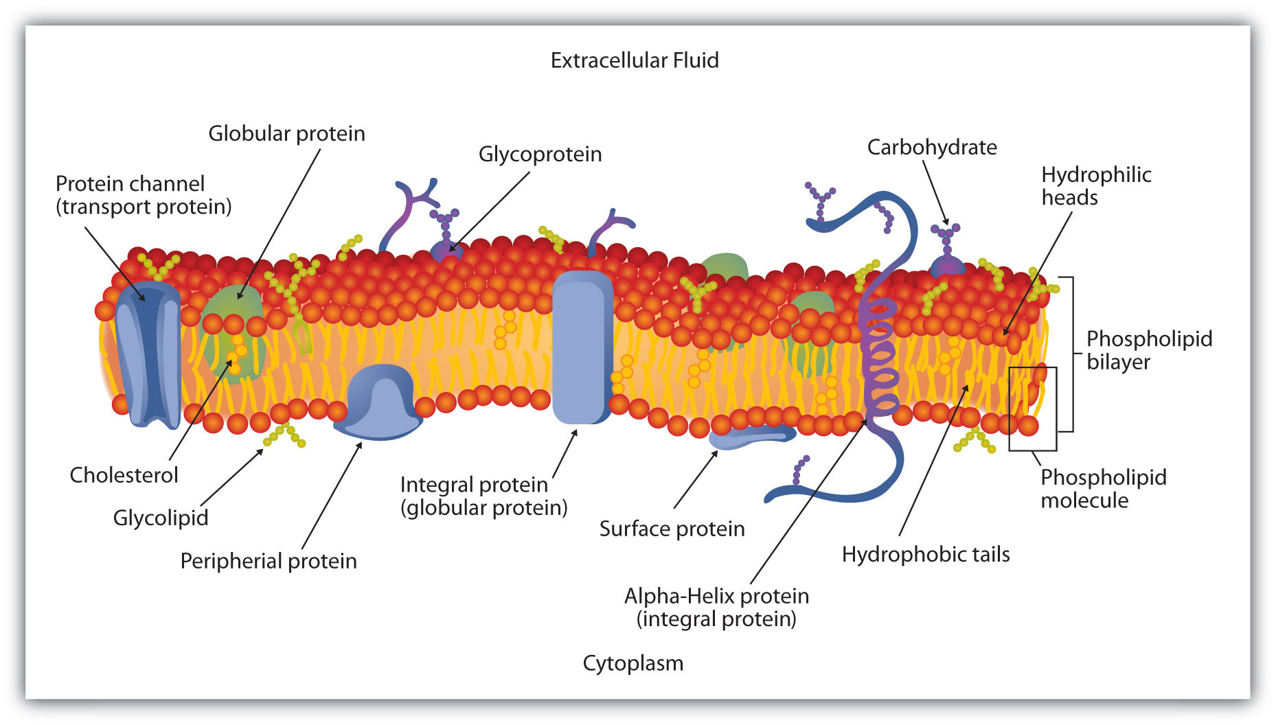 glycolipid in cell membrane