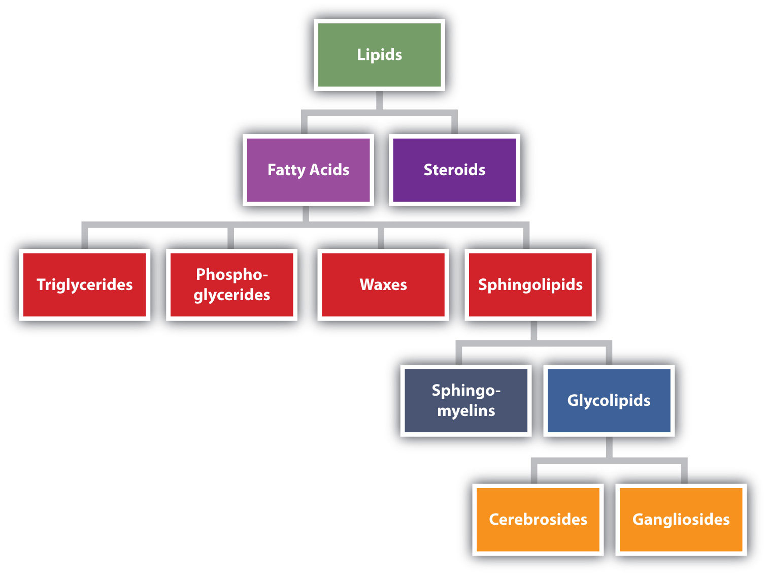 lipids examples food