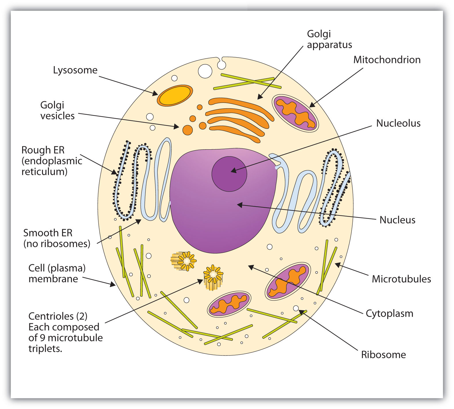 Membranes And Membrane Lipids