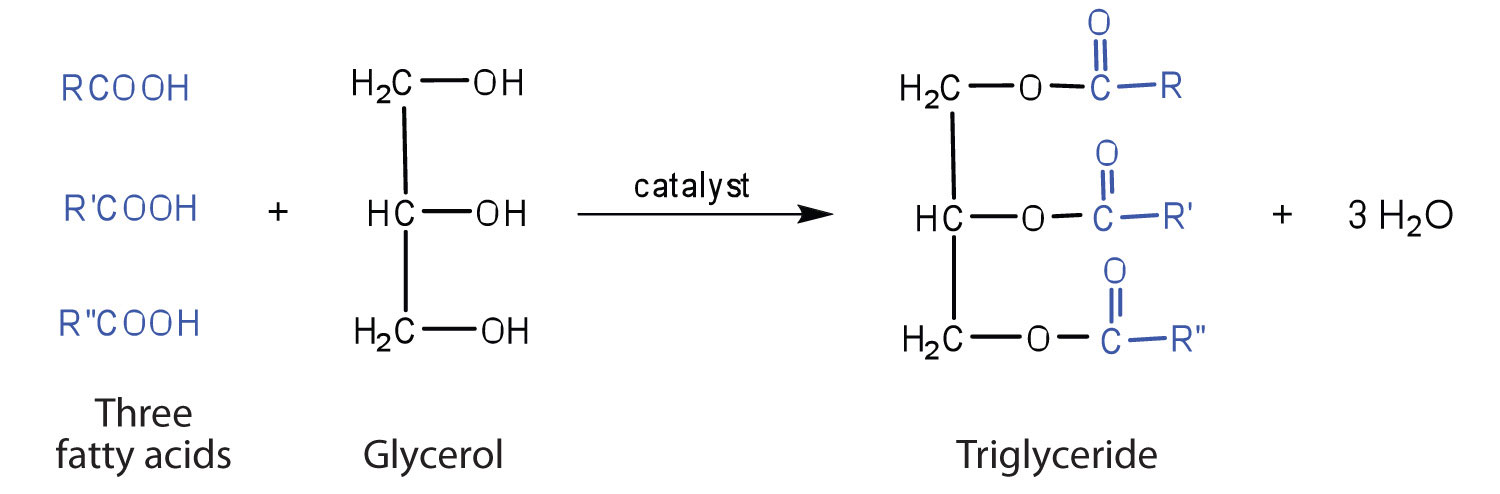 fatty acid diagram