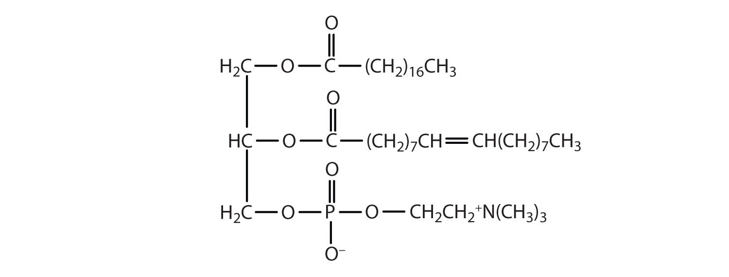 Lipid Structural Formula