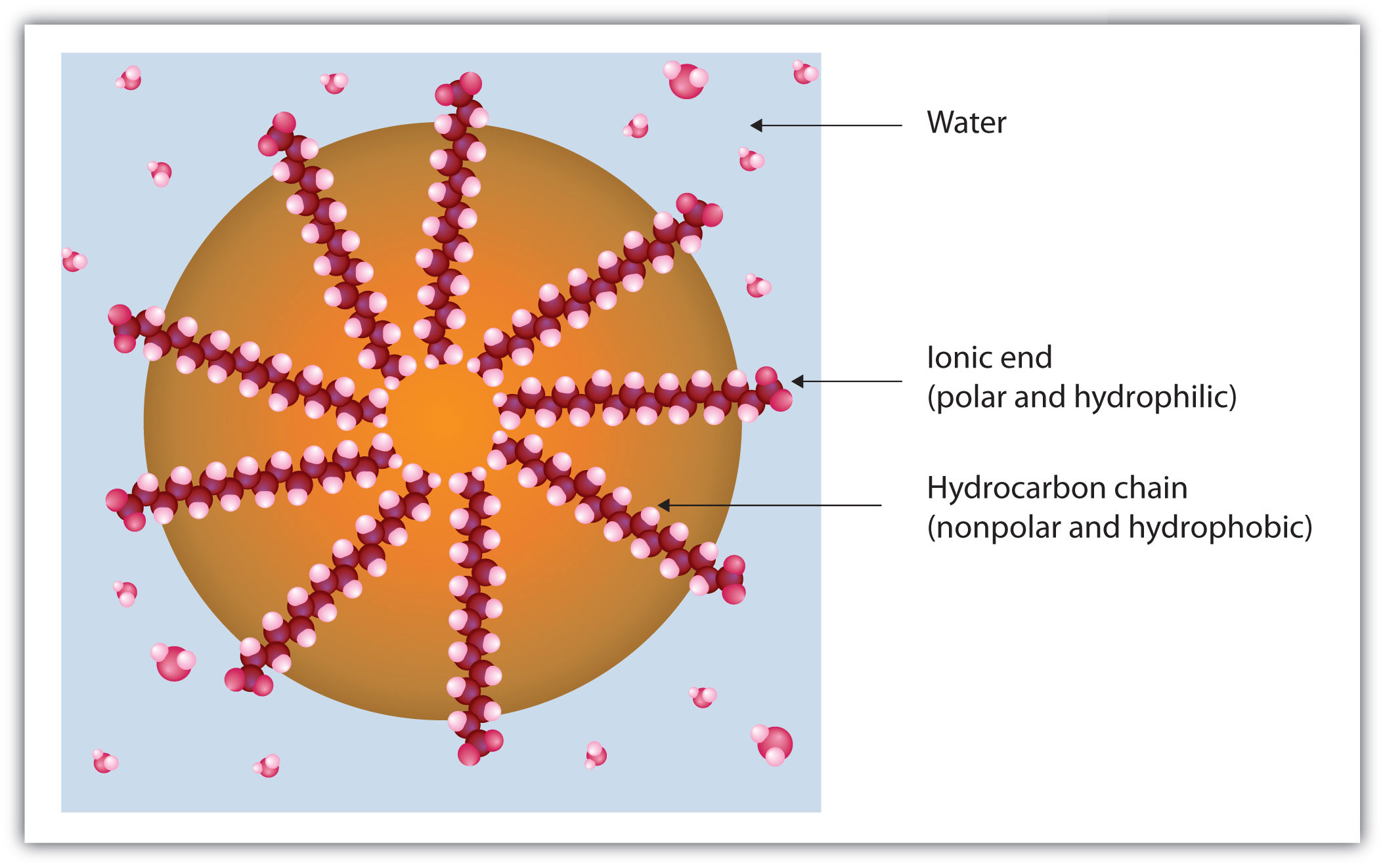 fats and oils structure