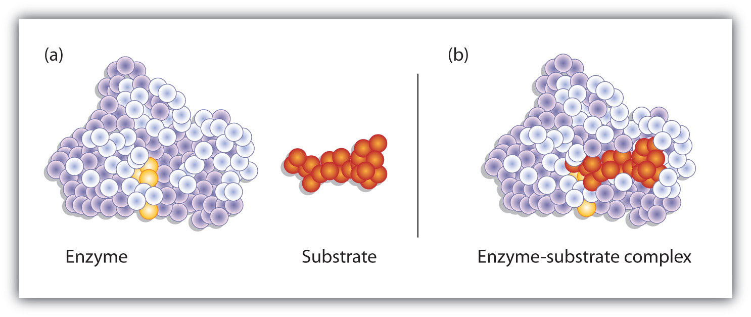 Enzyme Action