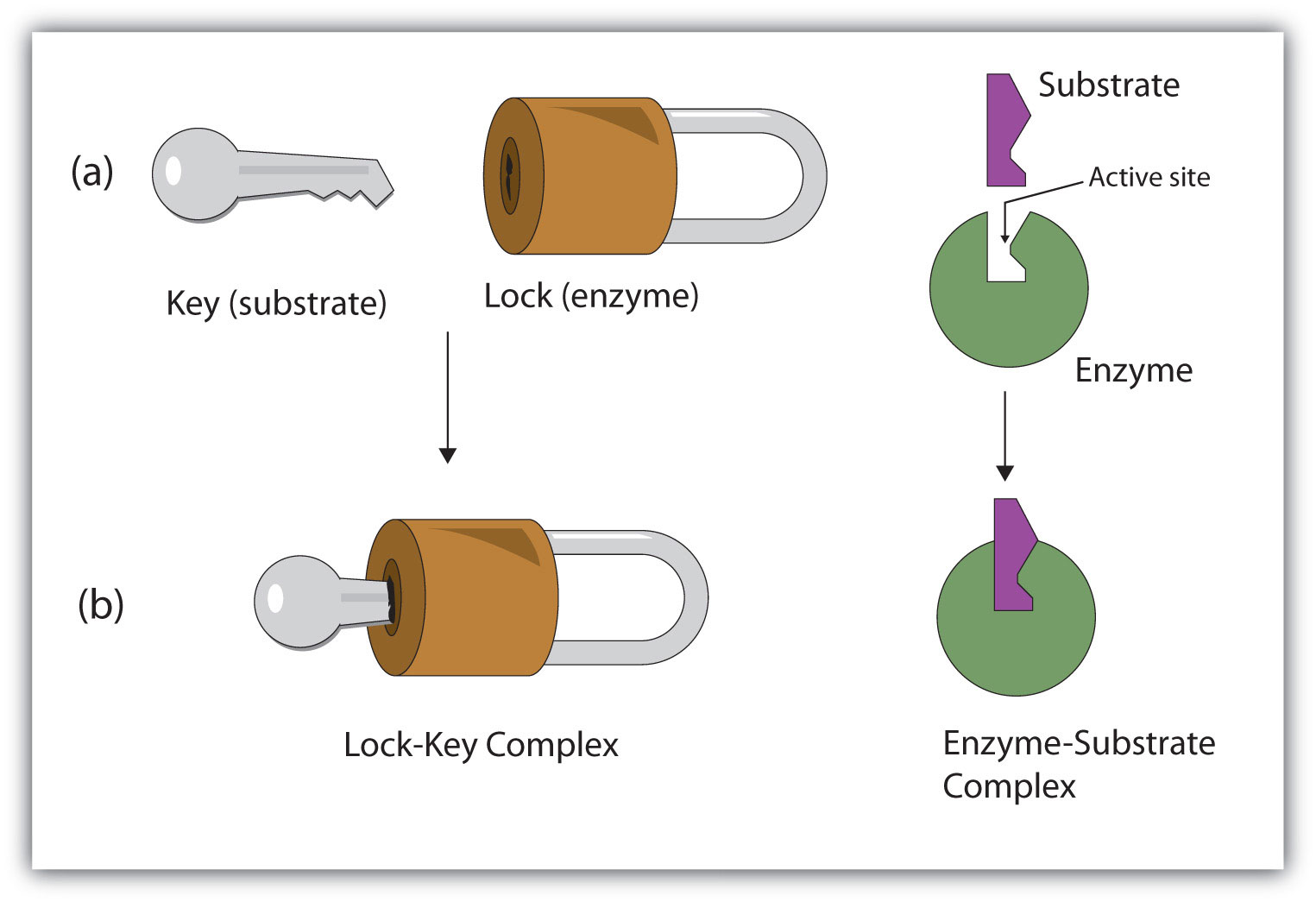 What is the lock and key model of enzymes?