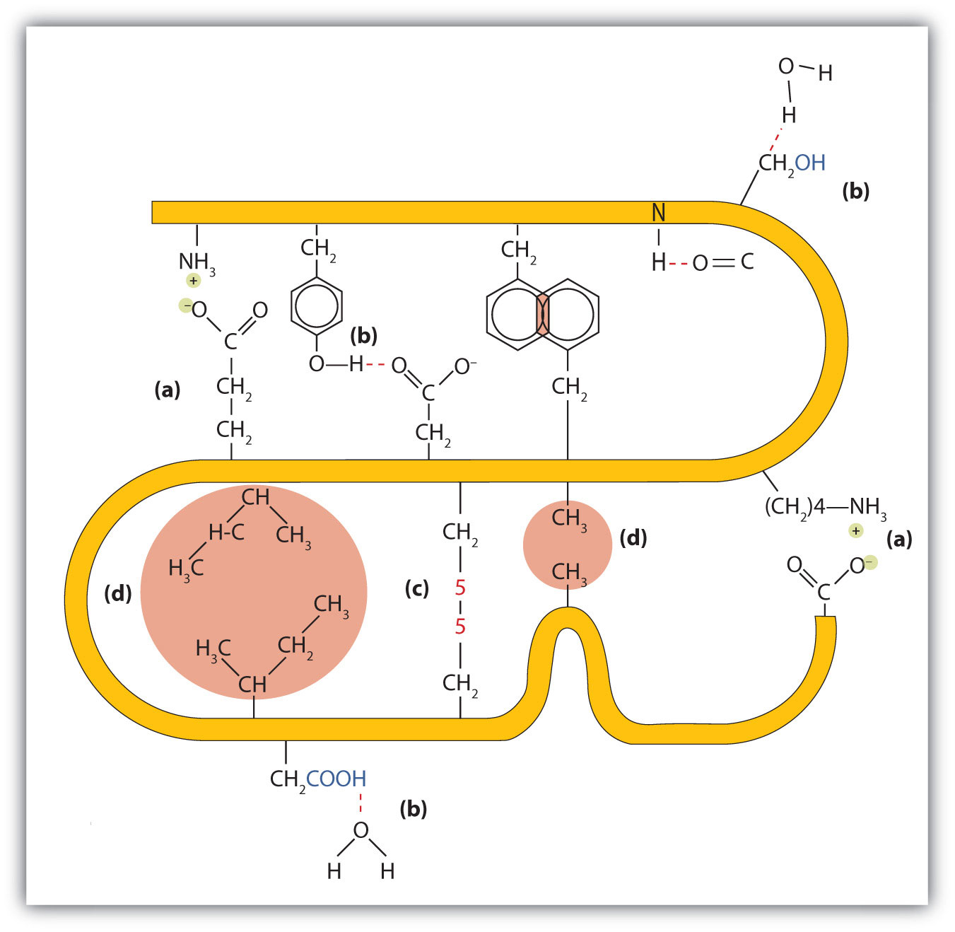 protein tertiary structure bonds