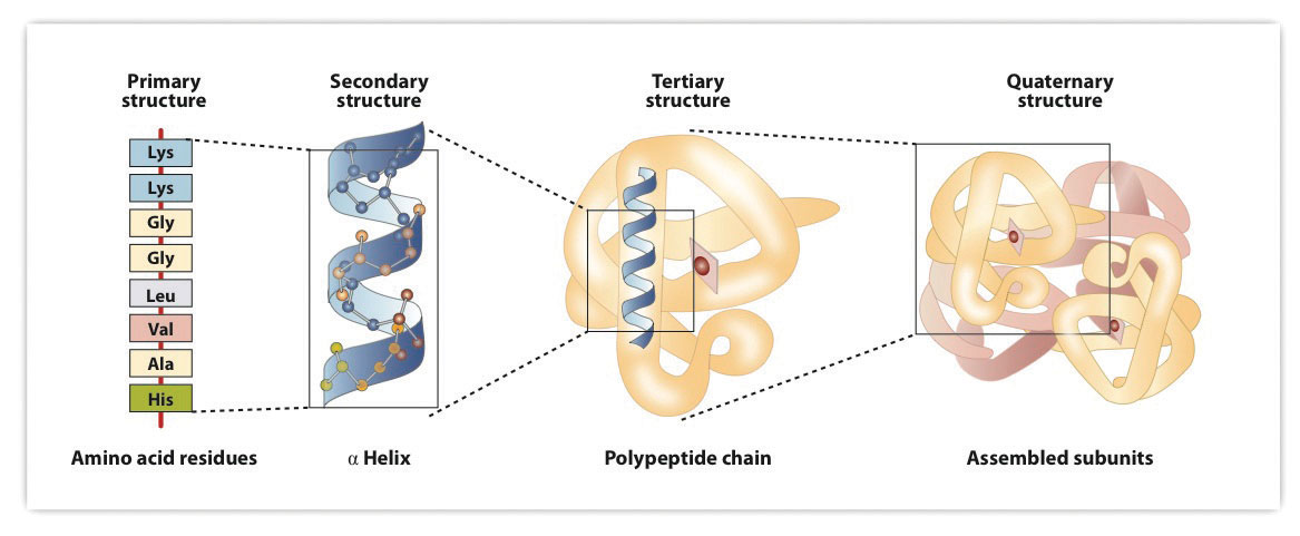 protein primary secondary tertiary and quaternary structure