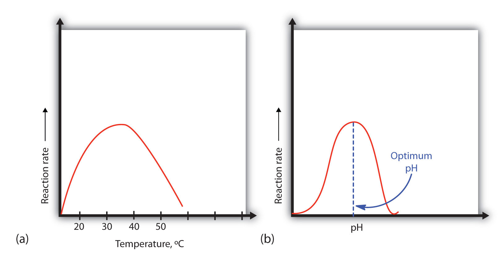 effect of ph and temperature on enzyme activity