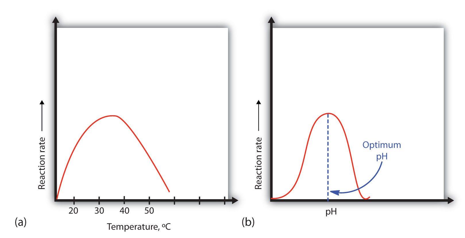 Enzyme Activity