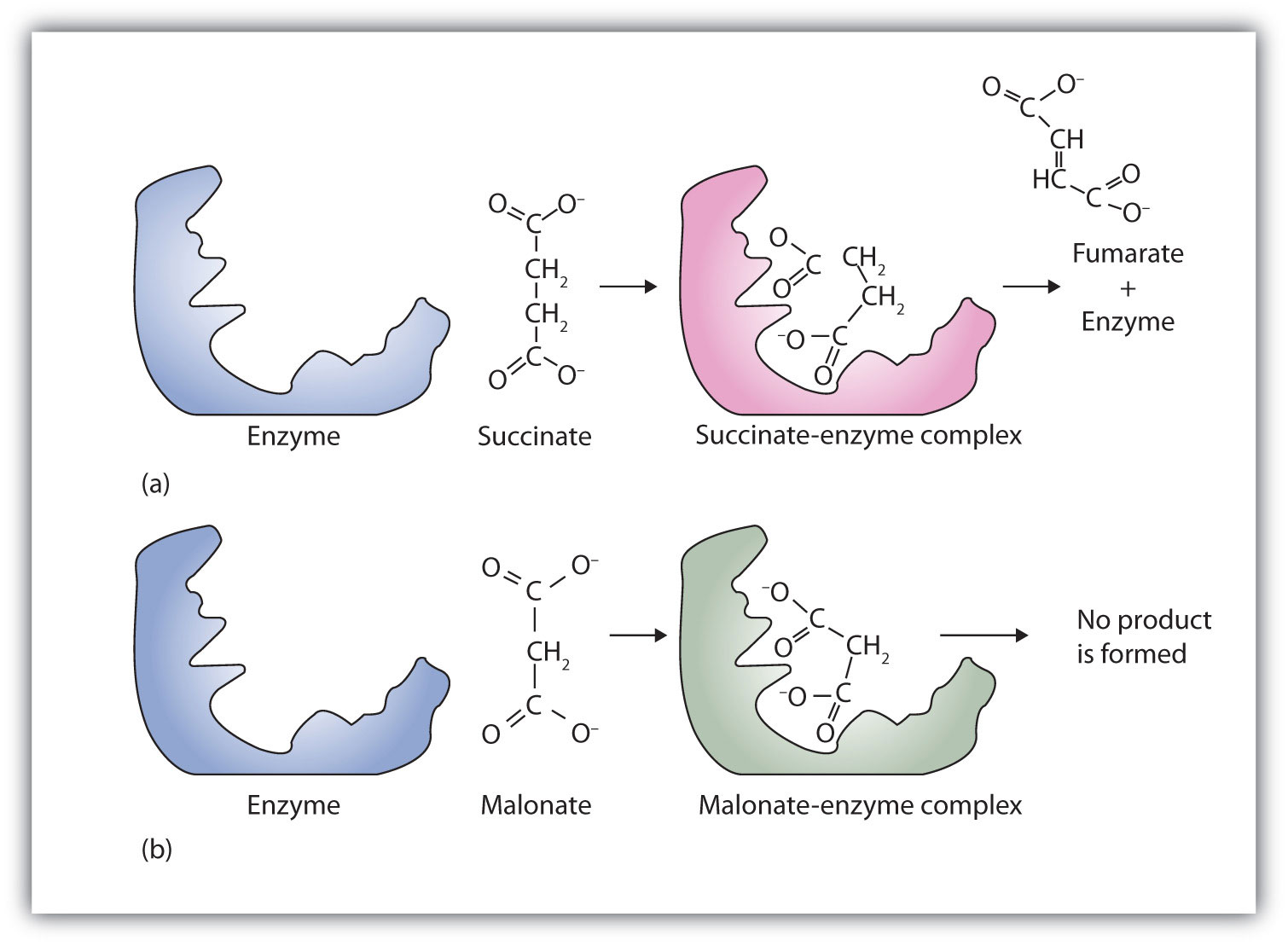 enzyme inhibitor examples