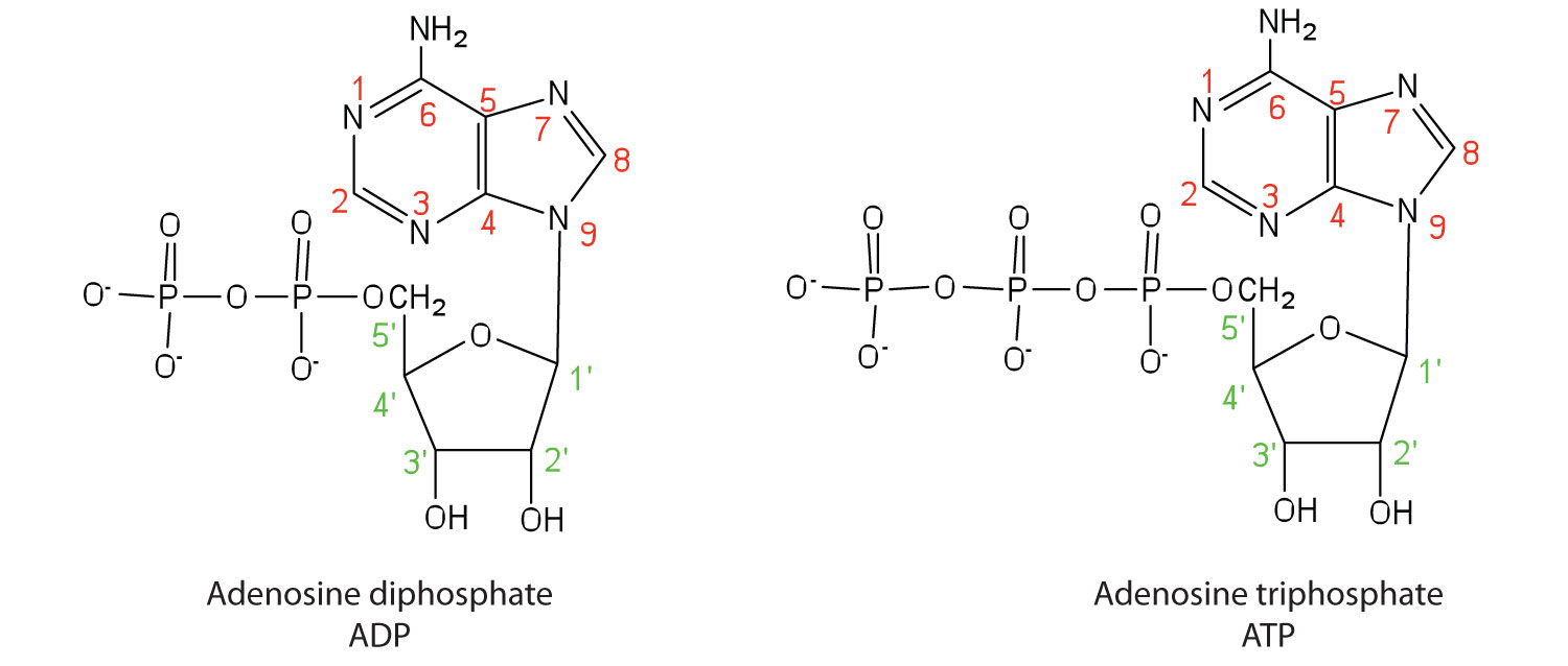 nucleotide structural formula