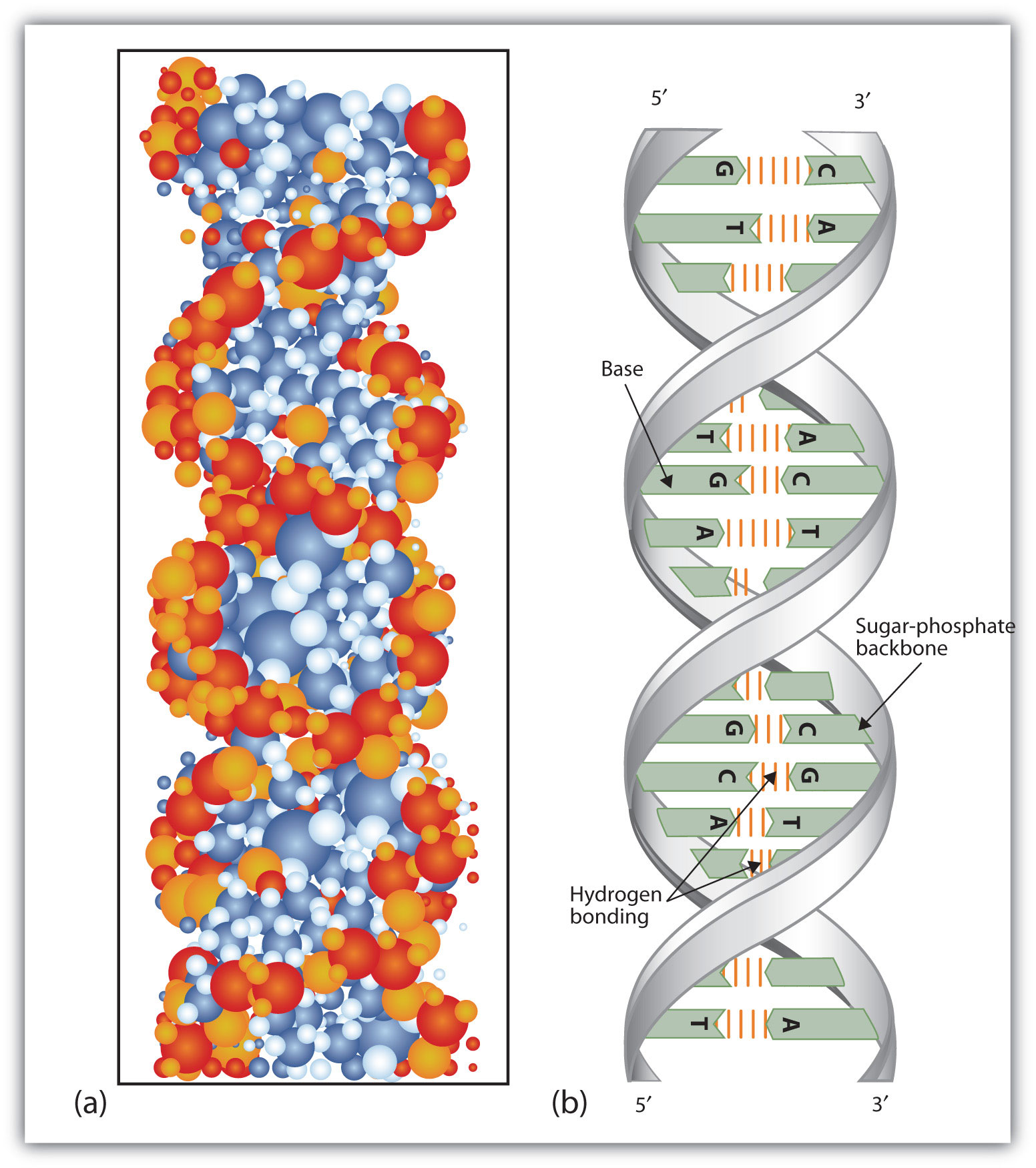 secondary structure of dna