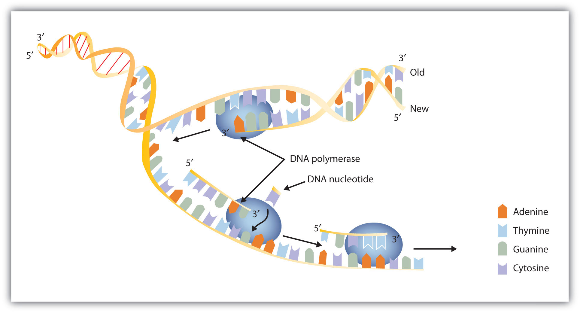 Replication And Expression Of Genetic Information