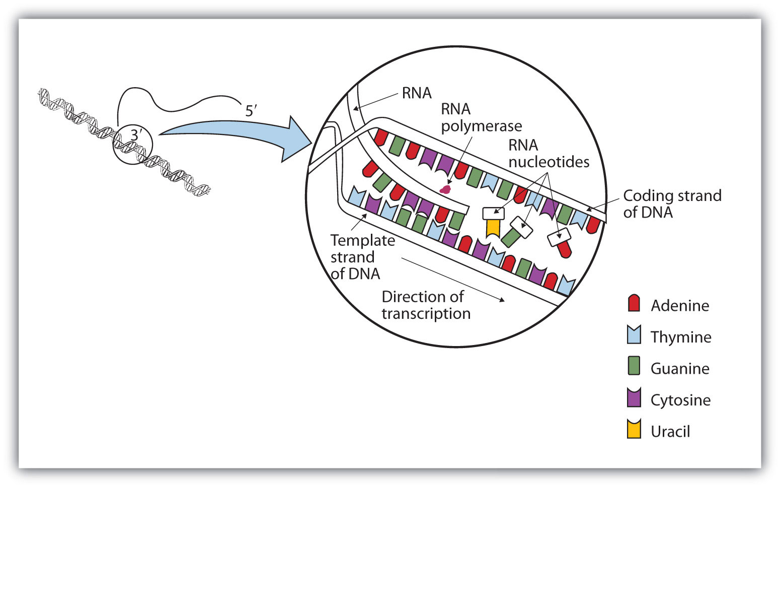 transcription diagram labeled