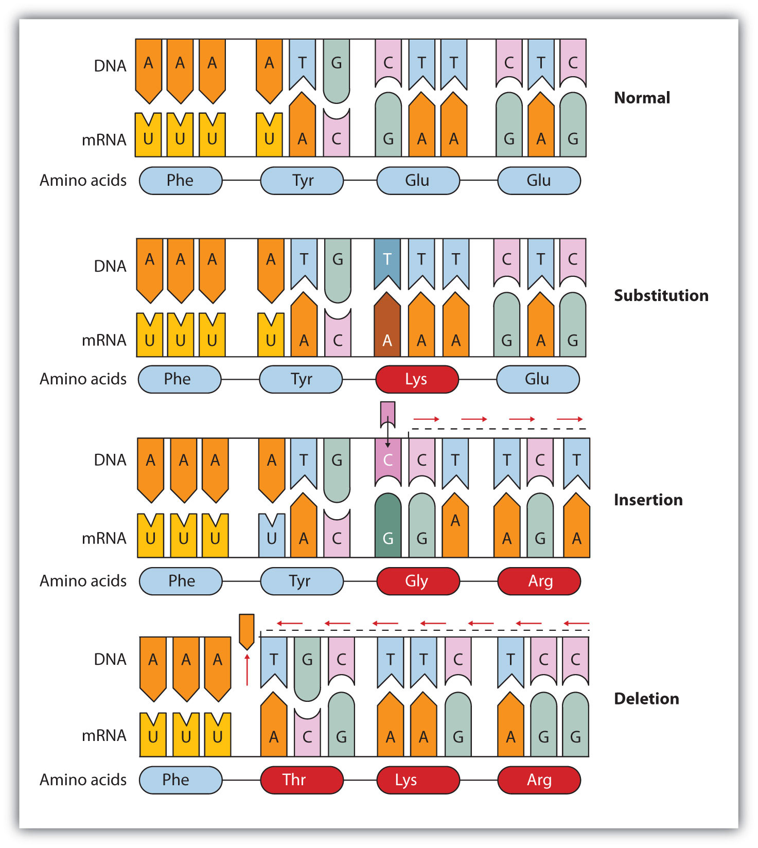 Mutations And Genetic Diseases