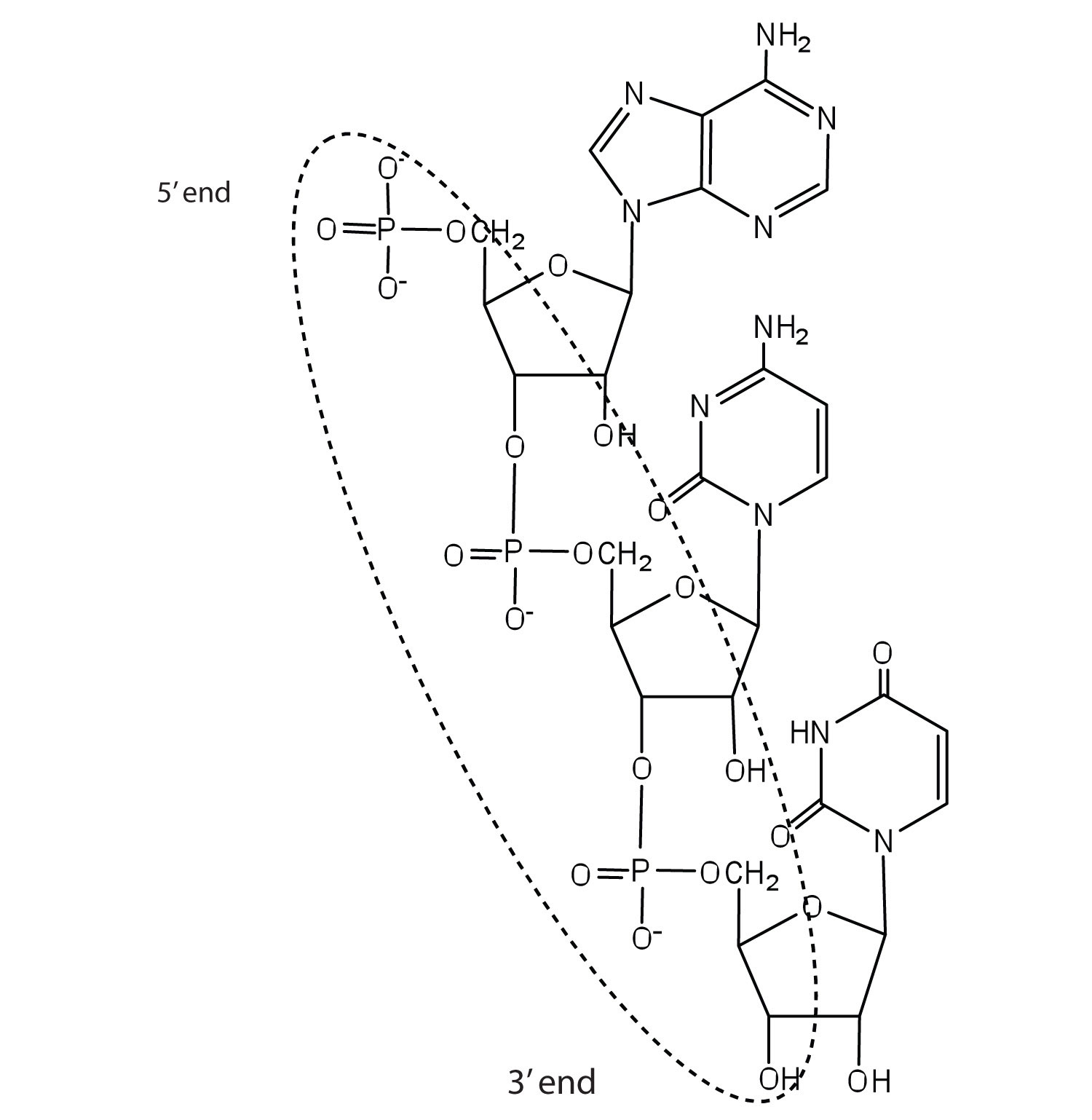 nucleic acids drawing