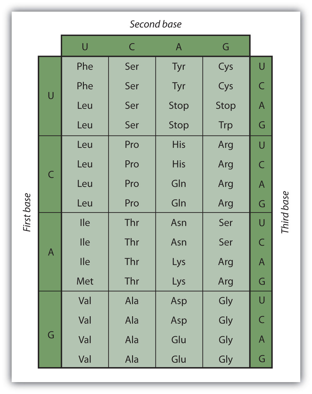 Universal Genetic Code Chart