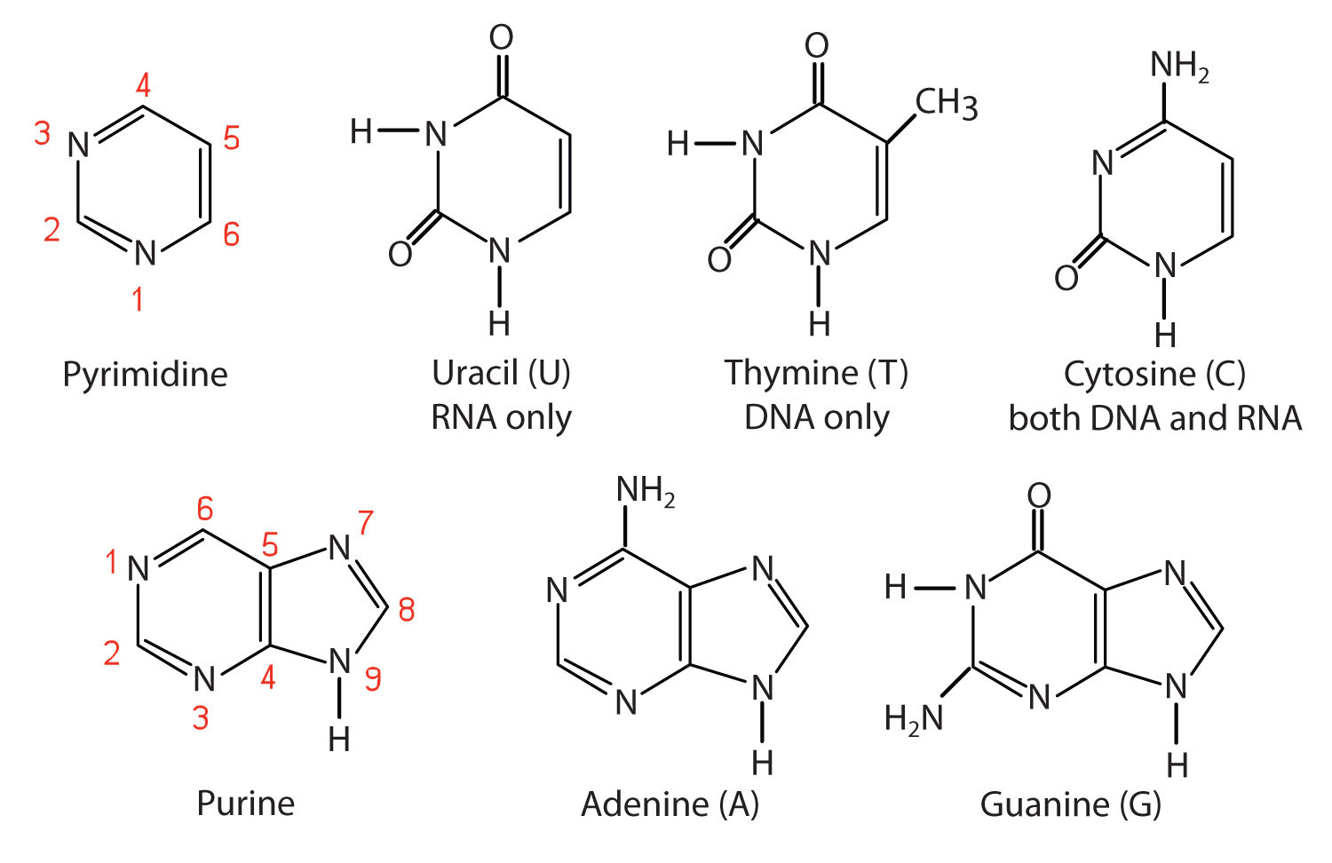 structure of dna nucleotide bases