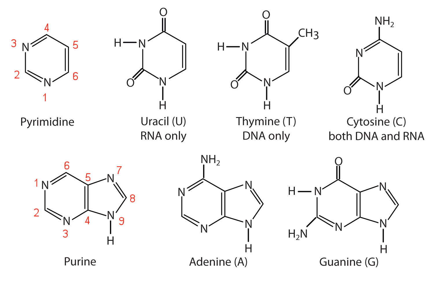 nucleic acid chemical structure dna