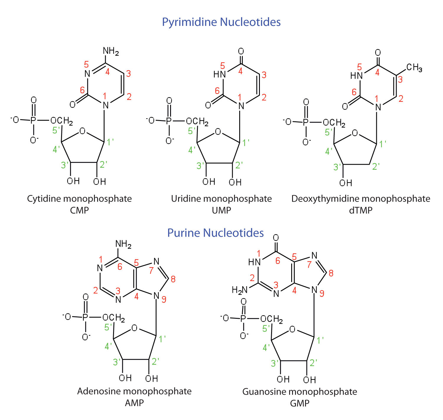 nucleotide molecule structure