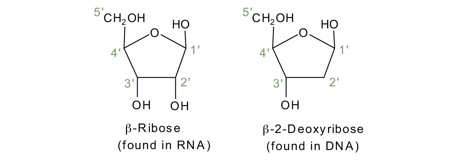 rna nucleotide structure