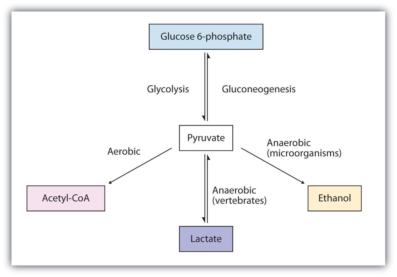  Metabolic Fates of Pyruvate