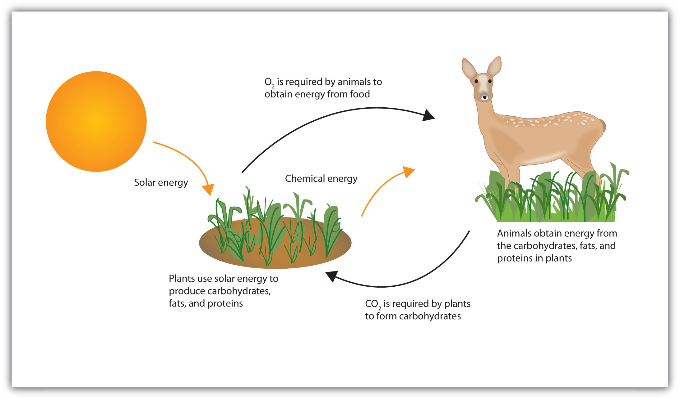 Energy Cycle Diagram