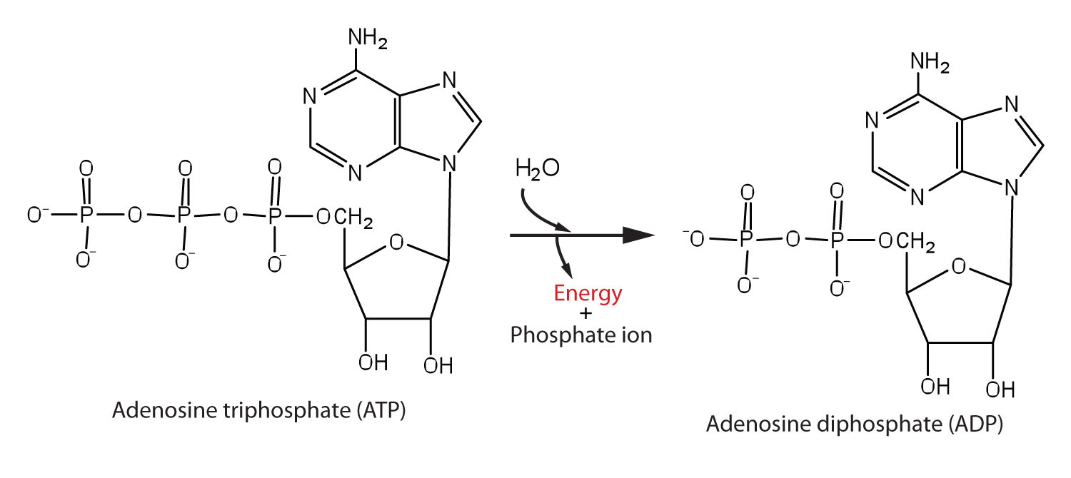 How To Form a Phosphate Anhydride Linkage in Nucleotide