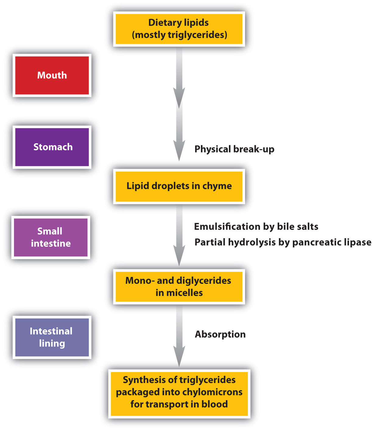 Stage I Of Catabolism