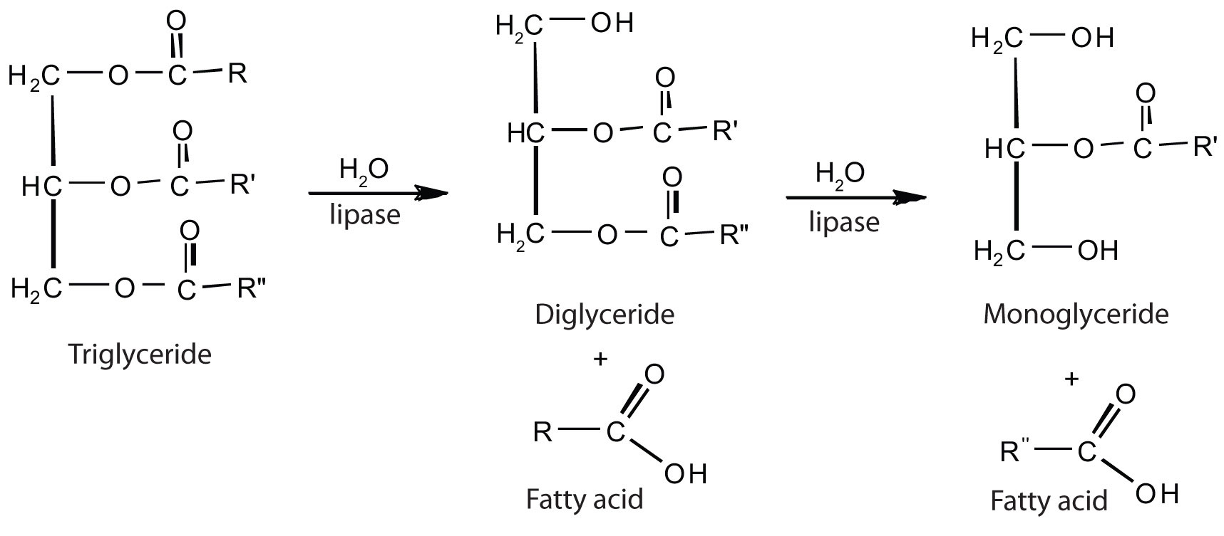 digestion of lipids reaction