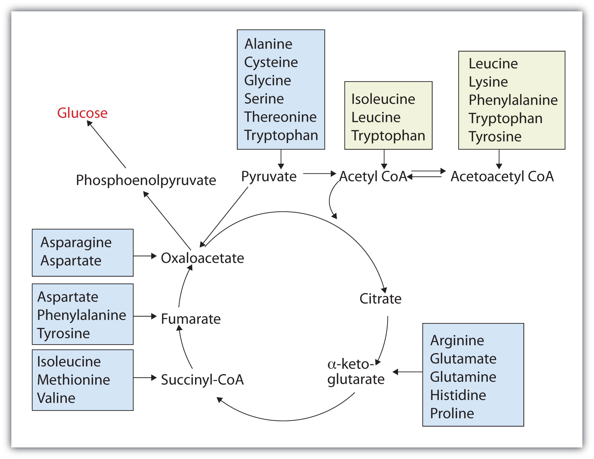 Fates of the Carbon Skeletons of Amino Acids